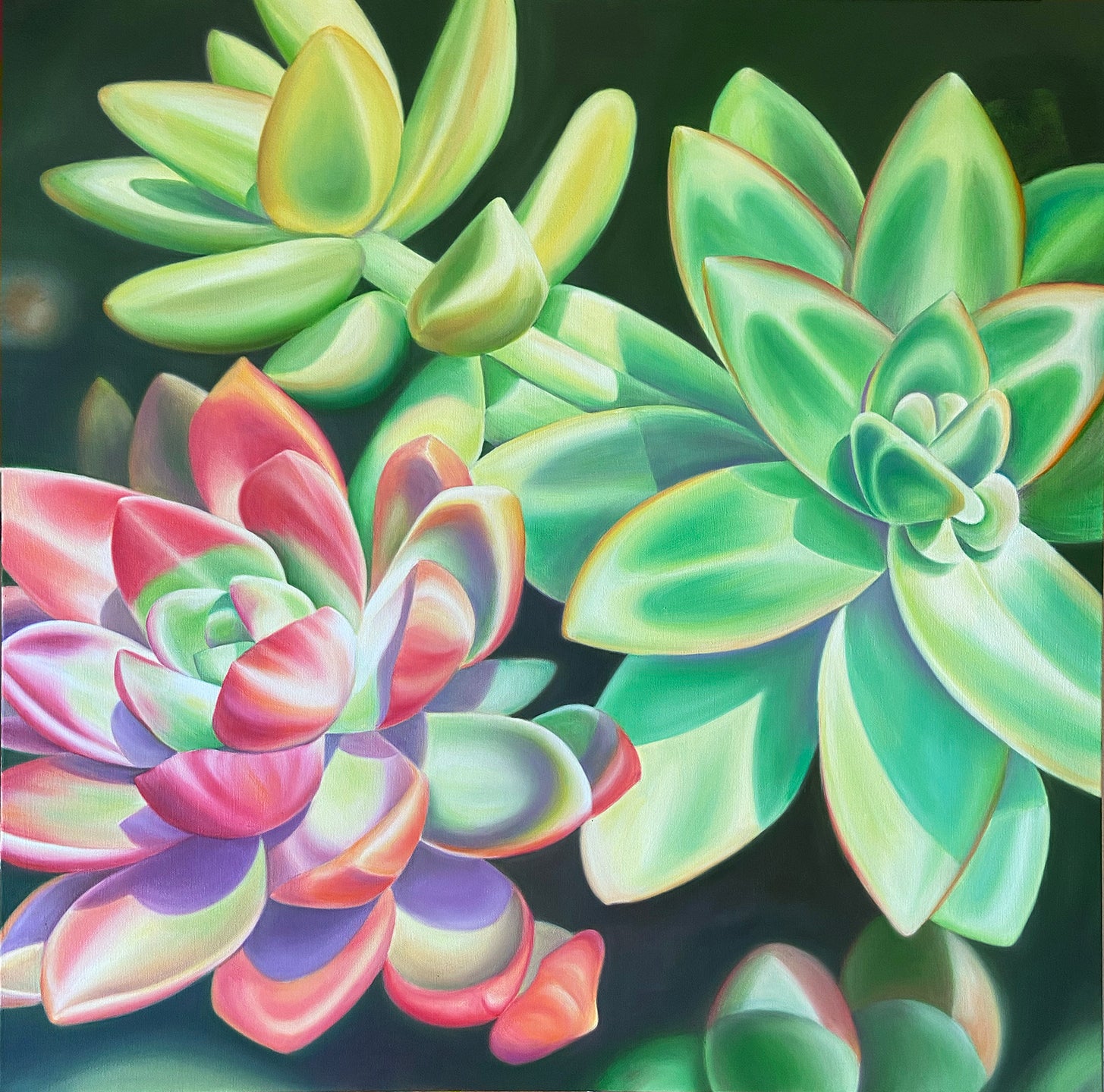 San Diego Succulents